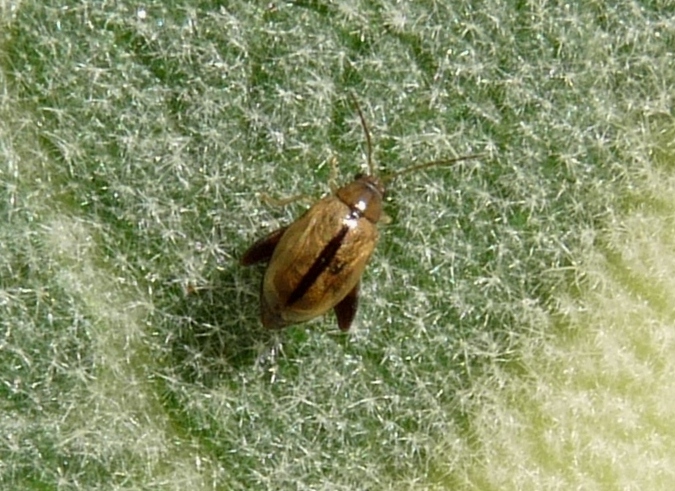 Longitarsus (e larva?)